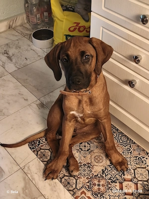 Rhodesian Ridgeback Rüde 13 Wochen alt