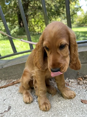 Englisch Cocer Spaniel 