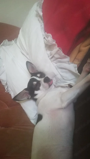 Dringend Wohnung gesucht mit zwei Mini sehr ruhigen Hunde erlaubt!?!?!