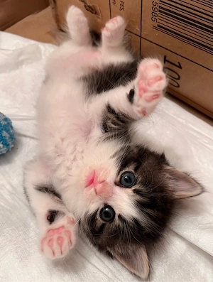 Katzenbabys