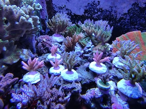 Meerwasser- Korallenableger SPS, LPS, Sinularia Neon Green
