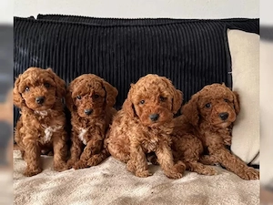 Super Maltipoo welpen mini 