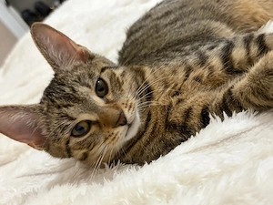 baby katze 4,5 monate alt 