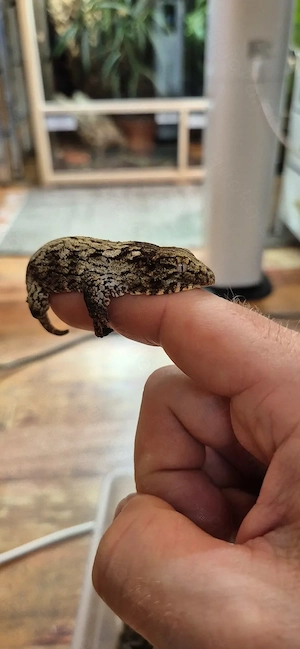 Rhacodactylus leachianus "Yaté"