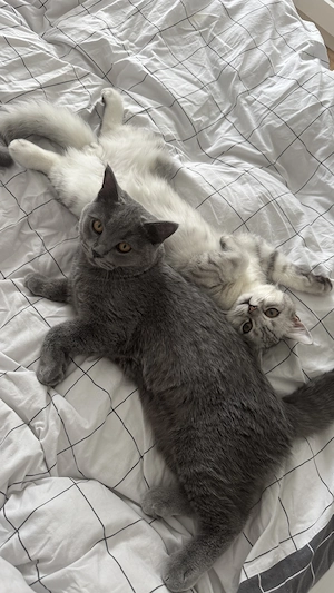 Zwei BKH Kitten abzugeben