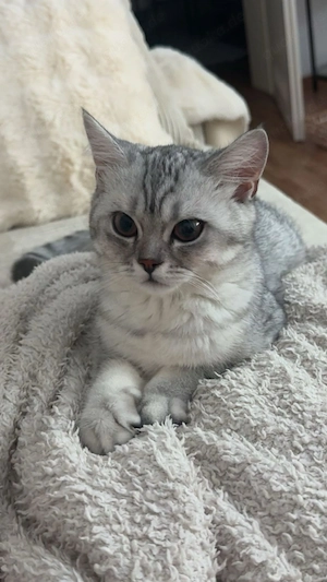 Silver Tabby BKH Kitten abzugeben