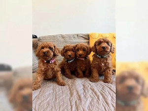 Super Maltipoo welpen 