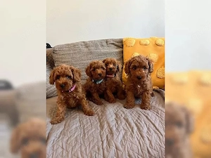 F1 Sweet Maltipoo mini Welpen