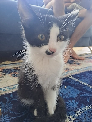 junge katze zu verkaufen