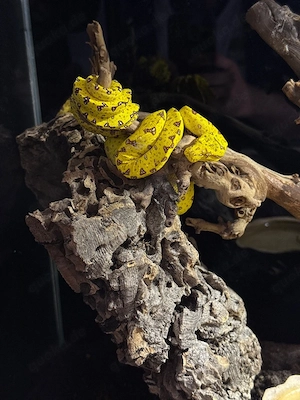 Morelia viridis   Grüne baumpython "Biak" 0.1-999, 1.0-899