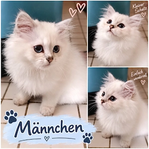 bkh kitten reinrassig Whiskas blau, Schnee point rote Getiegert 