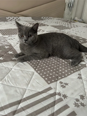bkh katze britische kurzhaare 