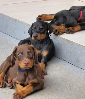 Dobermann Welpen