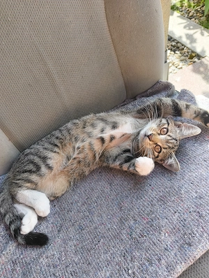 Kalifornische Katzen 