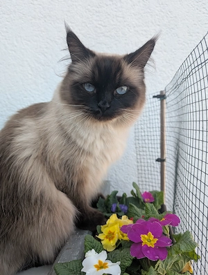 Deckkater gesucht .....
