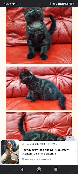 bkh  blh kitten reinrassig silber golden point Bild 10