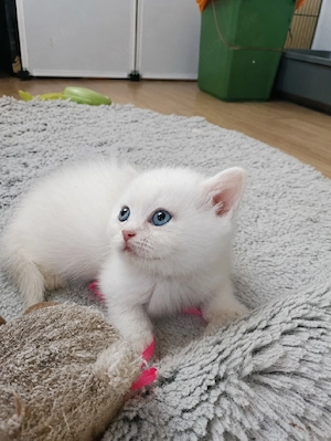 bkh  blh kitten reinrassig silber golden point Bild 9