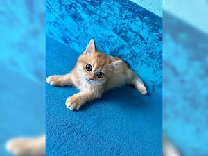 Katze, britisch Kurzhaarkatze britisch Kurzhaar kitten BKH kitten