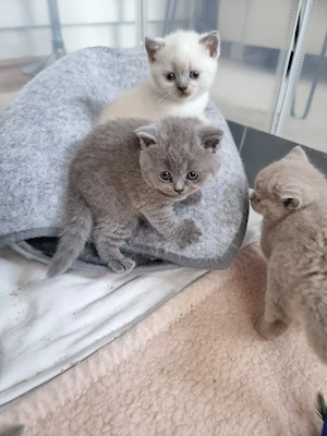 BKH-Kitten