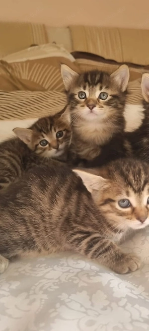 Kätzchen Katzenbabys