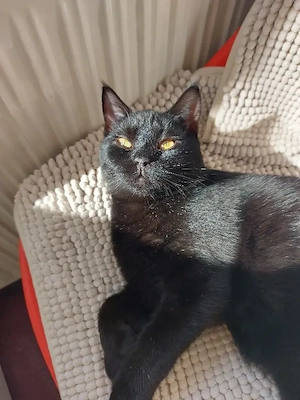 schwarze jung Kater 