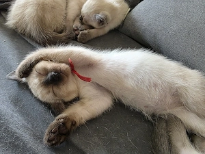 Thai-Siam-Kitten auszugsbereit