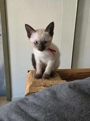 Thai-Siam-Kitten auszugsbereit