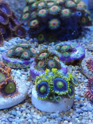 Meerwasser- Korallenableger Zoanthus, Scheibenanemonen