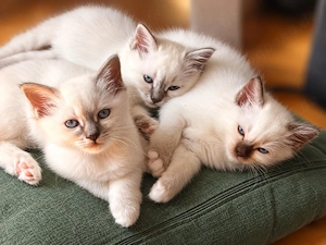 Liebevolle wunderschöne abgabebereite Heilige Birma Kitten