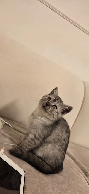 BKH kitten 