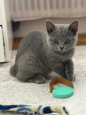 Wunderschöner Britisch-Kurzhaar-Kater in traumhaftem Blau sucht sein liebevolles Zuhause   