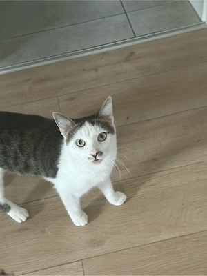 Kastrierter Kater