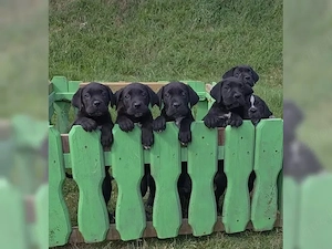 Reinrassige Cane Corso welpen Abgabebereit