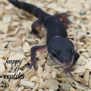 TSF Black Night Mack Snow het. Eclipse Leopardgecko NZ 2026