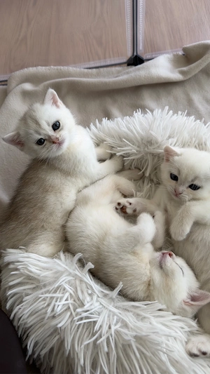 Britisch Kurzhaar *bkh* kitten golden silver shaded tabby zu verkaufen!