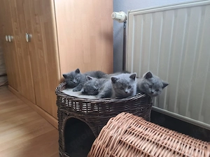 BKH Britisch Kurzhaar Kitten Katzenbabys
