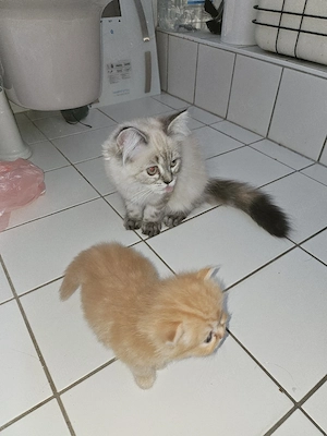 3 Perserkitten, gechipt, 1x geimpft