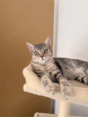 Zwei süße Katzenmädchen suchen ein liebevolles Zuhause