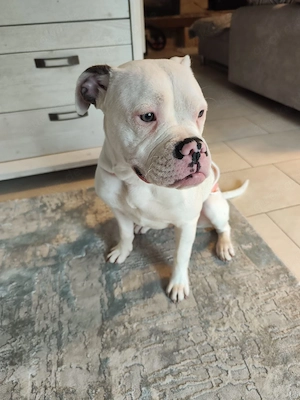 Old english Bulldogge OEB