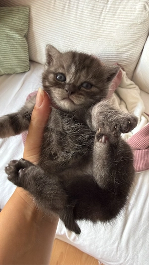 BKH Whiskas Kitten Silver Tabby und Black Smoke Tabby