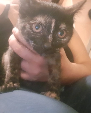 Katzenbabys suchen ihr perfektes Zuhause 