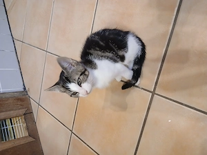 Ein katzen mänchen noch abzugeben 