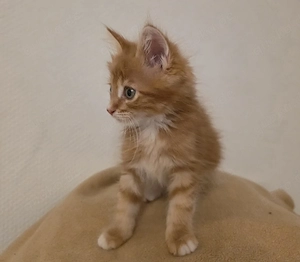 Süßer Kater