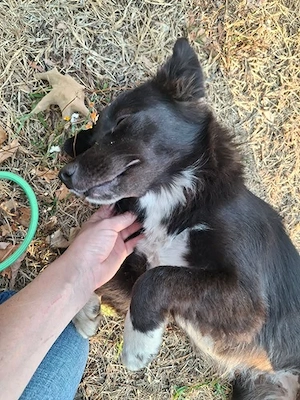 Lija (ca. 2 Jahre) in Bosnien, sucht ein Zuhause