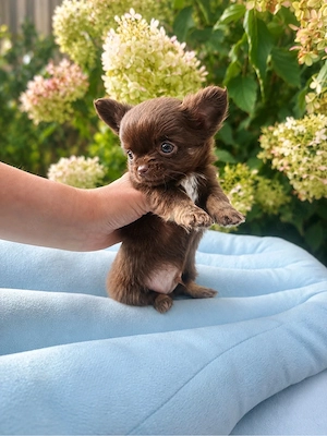 Süßer langhaariger Chihuahua FCI 