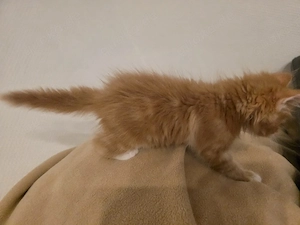 Süßer Kater