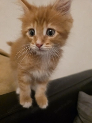 Süßer Kater