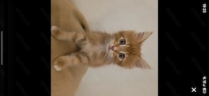 Süßer Kater