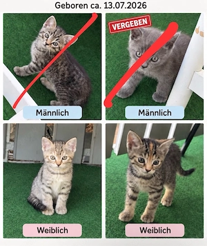 Vier Katzenbabys suchen ein Zuhause   2 Kater, 2 Mädchen