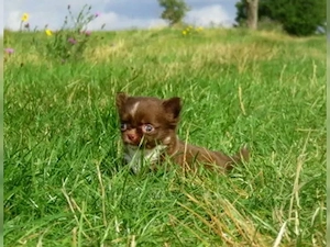 4 typvolle süße Chihuahua Hündinnen Welpen Langhaar Kinderlieb Sable Schoko Creme